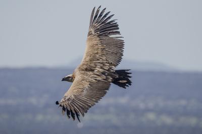 Griffon Vulture, Castillo de Monfrague, Monfrague National Park, Caceres, Extremadura, Spain, Europ
