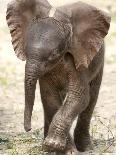 Baby Elephant's First Public Appearance, Zoo of Berlin, Berlin, Germany-Michael Sohn-Photographic Print