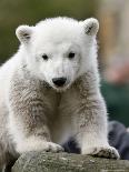 Sick Polar Bear Cub, Berlin, Germany-Michael Sohn-Photographic Print