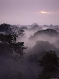 Dawn Over Canopy of Tai Forest, Cote D'Ivoire, West Africa-Michael W. Richards-Framed Photographic Print