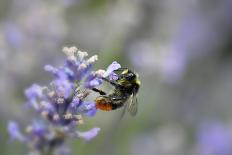 early bumblebee while floungers, Bombus pratorum, common lavender, Lavandula angustifolia-Michael Weber-Photographic Print