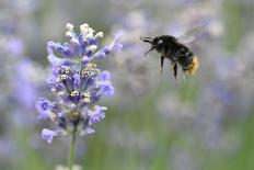 early bumblebee, Bombus pratorum, common lavender, Lavandula angustifolia-Michael Weber-Framed Photographic Print