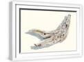 White Frame
