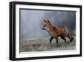 Black Frame