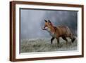 Brown Frame