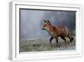 White Frame