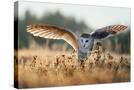 Stretched Canvas