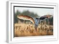 White Frame