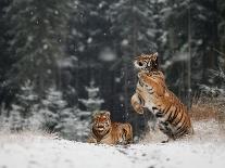 It is snowing-Michaela Firesova-Photographic Print