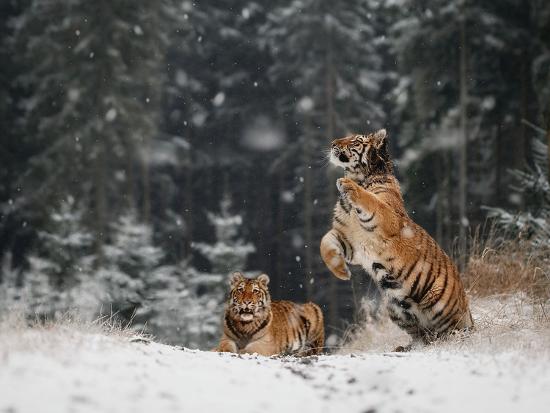 Premium Photographic Print, , large