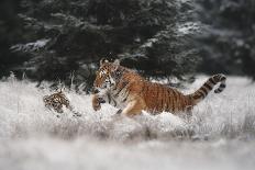 Joy on the snow-Michaela Firesova-Photographic Print