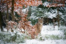 Joy on the snow-Michaela Firesova-Photographic Print