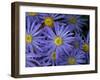 Michaelmas daisy flowers in garden-Ernie Janes-Framed Photographic Print