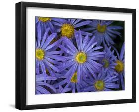Michaelmas daisy flowers in garden-Ernie Janes-Framed Photographic Print