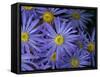 Michaelmas daisy flowers in garden-Ernie Janes-Framed Stretched Canvas