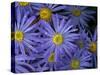 Michaelmas daisy flowers in garden-Ernie Janes-Stretched Canvas