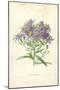 Michaelmas Daisy-Frederick Edward Hulme-Mounted Giclee Print