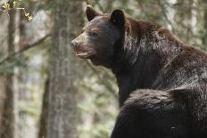 Black Bear with Cubs on a Wood Pile-MichaelRiggs-Photographic Print