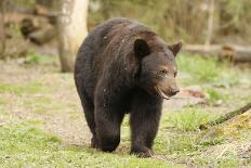 Black Bear with Cubs on a Wood Pile-MichaelRiggs-Photographic Print