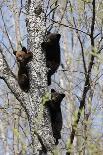 Black Bear with Cubs on a Wood Pile-MichaelRiggs-Photographic Print