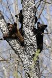 Two Black Bear Cubs on a Log-MichaelRiggs-Photographic Print