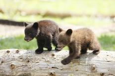 Black Bear with Cubs on a Wood Pile-MichaelRiggs-Photographic Print