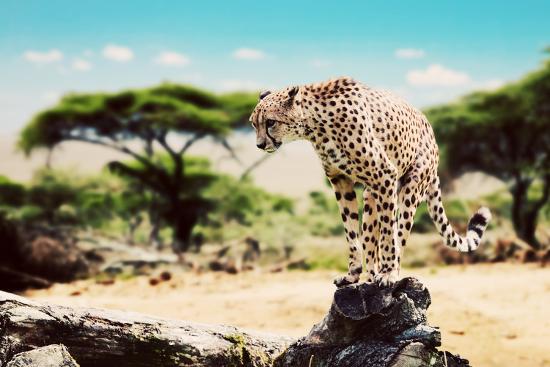 Premium Photographic Print, , large