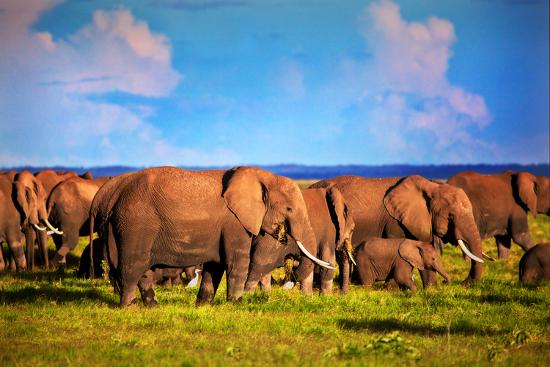 Premium Photographic Print, , large