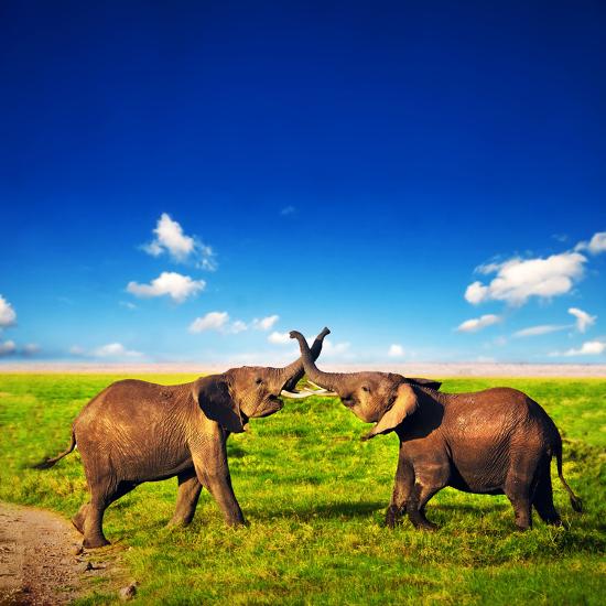 Premium Photographic Print, , large