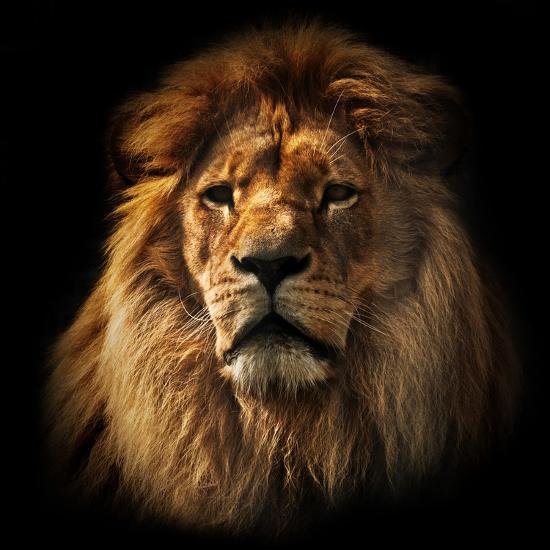 Premium Photographic Print, , large
