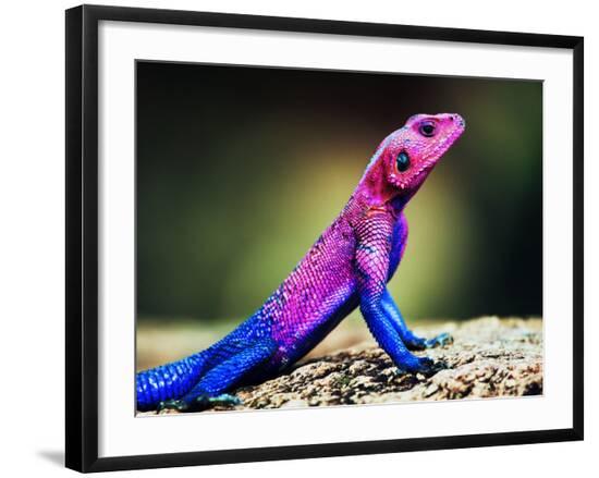 Premium Photographic Print, , large