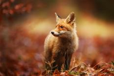 Cautious Fox Stopped at the Edge of the Forest in Autumn Leaves.-Michal Ninger-Photographic Print