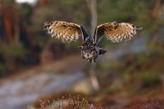 Eagle Owl with Wide Open Wings-Michal Ninger-Photographic Print