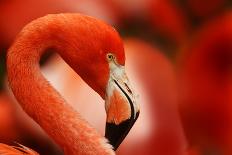 Flamingo with Red Background-Michal Ninger-Laminated Photographic Print