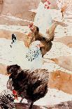 Chicken Sketch-Micheal Zarowsky-Giclee Print