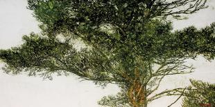 Pine Tree-Micheal Zarowsky-Giclee Print
