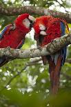 Scarlet Macaw (Ara Macao) Wild, Chiapas State, Mexico-Michel Benoy Westmorland-Framed Photographic Print