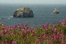 Flowers, Pacific Ocean, Sea Stacks, Oregon Coast, Oregon, USA-Michel Hersen-Photographic Print