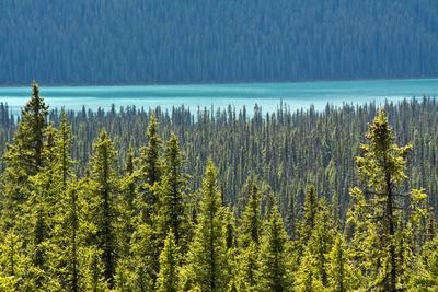 Hector Lake, Banff National Park, Alberta, Canada