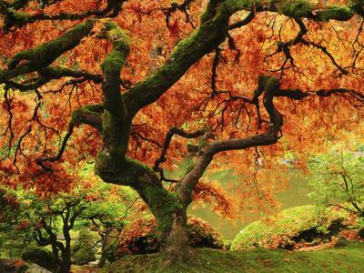 Japanese Maple in Full Fall Color, Portland Japanese Garden, Portland, Oregon, USA