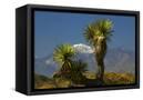 Canvas Black