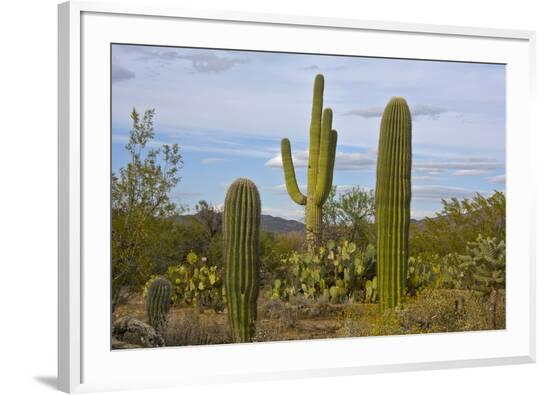 Framed Photographic Print, , large