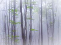 The Fog and Leaves-Michel Manzoni-Photographic Print