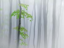 The Fog and Leaves-Michel Manzoni-Framed Stretched Canvas