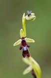 Irish march orchid in flower, Sainte Marguerite, France-Michel Poinsignon-Framed Photographic Print