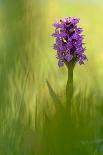 Irish march orchid in flower, Sainte Marguerite, France-Michel Poinsignon-Photographic Print