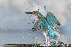 Kingfisher taking off from water, France-Michel Poinsignon-Photographic Print