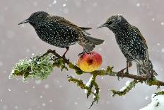 Starlings (Sturnus Vulgaris), Adults Perched on Branch in Winter Feeding on Apple-Michel Poinsignon-Photographic Print