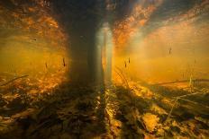 Light shining into Abismo Anhumas or Anhumas Abyss. Serra da Bodoquena, Brazil-Michel Roggo-Photographic Print