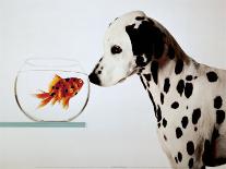 Dalmation Dog Looking at Dalmation Fish-Michel Tcherevkoff-Mounted Art Print